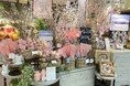 春を届ける「啓翁桜」が名産地・山形県西川町から1万8千本入荷、首都圏店舗&オンラインで2月中旬より販売。西川町の産地をめぐる花体験ツアーを4月5日(土)・6日(日)に実施します。