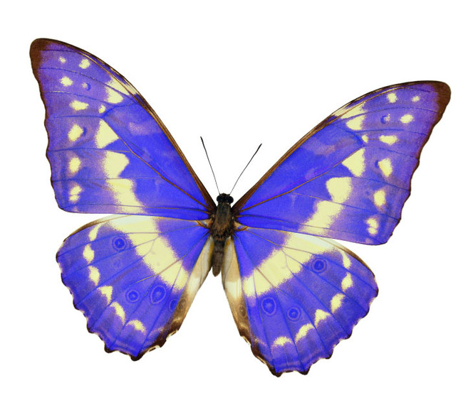 ブランド名「キプリス」の由来は、中南米の熱帯雨林に生息する世界で最も美しいとされる蝶類