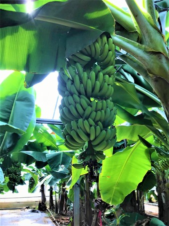 たわわに実る収穫前の知多バナナ