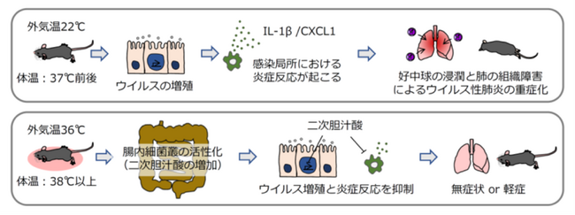 発熱がウイルス性肺炎の重症化を抑制するメカニズム