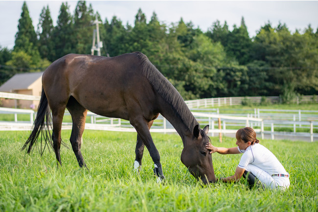 日本乗馬普及協会で支援中の引退競走馬ゲヴュルツ。引退競走馬ながらセカンドキャリアとして馬術大会に挑戦中。5歳のサラブレッド。