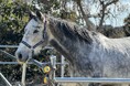 【引退した競走馬をどうする?】産学連携によるプロジェクト