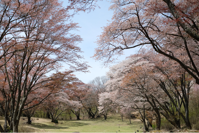 屏風岩の山桜には例年多くの観光客が来場