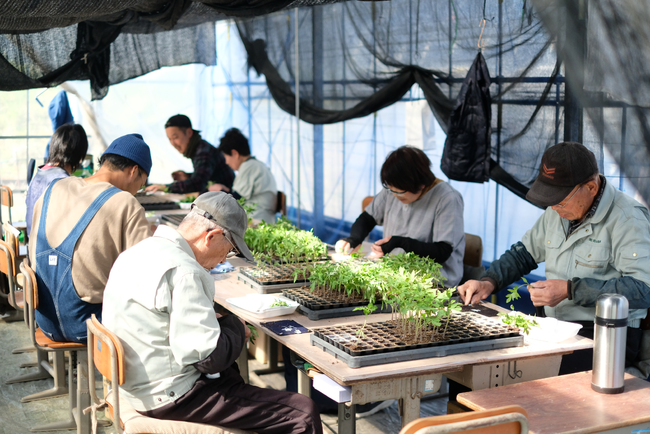 高原野菜トマト部会による苗の接ぎ木作業