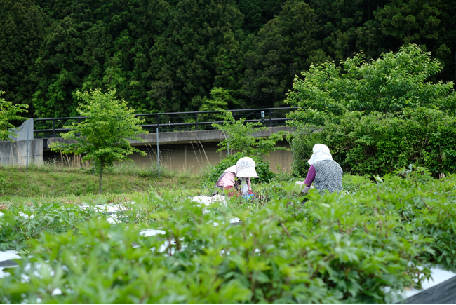 今井地区では薬草プロジェクトで大和当帰を栽培