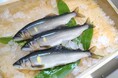 岐阜の鮎、いよいよ解禁！4つの清流の「天然鮎」が、産直通販サイト「ぎふまる」で購入できます！
