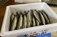 豊洲へ、7年目。天然鮎「飛騨のあばれ鮎」—解禁初日から20センチ超、室田名人も唸る今年の出来。