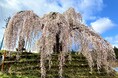 飯綱町の花と味覚を同時に楽しむ、「いいづなまち花めぐり・味覚めぐり2025」を開催中!