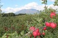 飯綱町では「ふるさと住民登録」の会員を募集しています