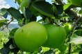 ~栽培品種50種超―飯綱町から、夏のりんごの魅力を発信~