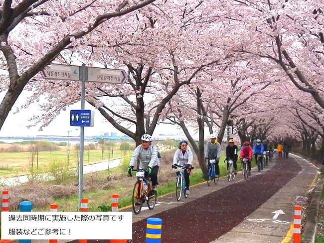 2024年韓国訪問の年記念・特別企画 桜街道をゆく韓国サイクリングツアー販売開始ついて