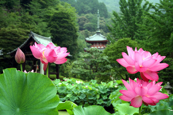 三室戸寺