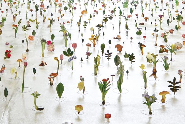 渡辺英司《名称の庭 彫刻の森 2014》1992-2014年　植物、キノコ図鑑、ワイヤー、クリアテープ