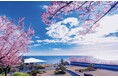 早くも桜が開花!お花見を先取りできる多彩な桜イベントを、1月1日〜3月31日で開催。