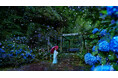 雨天限定イベント「ACAO RAINY GARDEN」を開催!梅雨の期間中、雨の日だけに入園料と同額分のバウチャーをプレゼント。