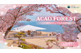 熱海で桜が続々と開花中！園内が桜色に染まる期間限定イベント「ACAO FOREST -桜咲くピンクフェスタ-」2026年1月13日（火）より開催！