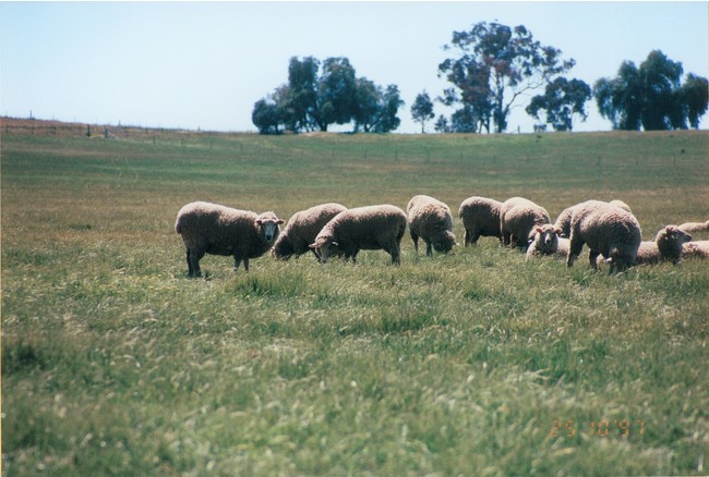 一般的にラムは、生後1年未満の羊のことをいう。