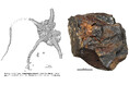 約7,000万年前の地層から新属新種のクモヒトデ化石を発見。アヤマチクモヒトデ科で世界初の白亜紀の記録