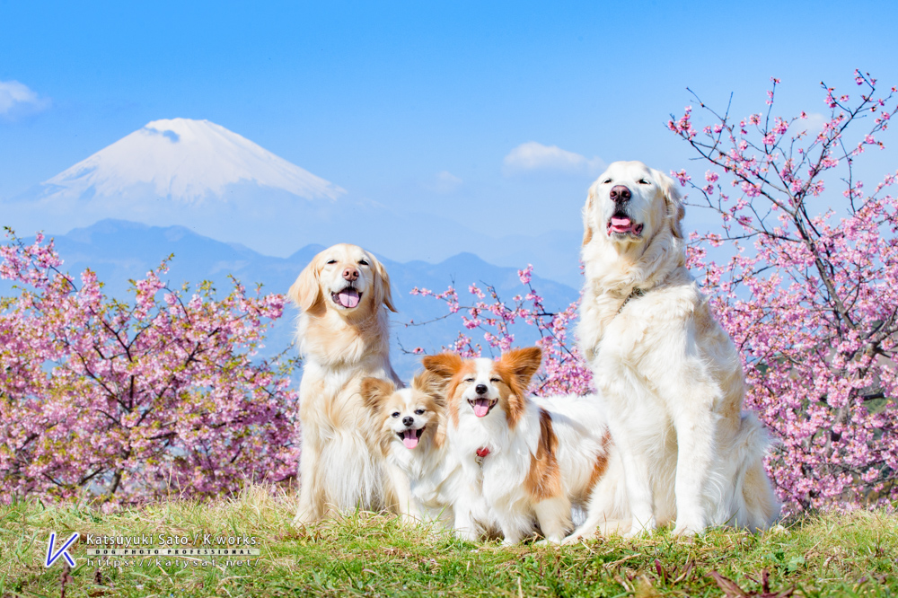 史上最強にカワイイ犬 写真コンテスト開催 優秀作品にはケルヒャークリーナーなど素敵なプレゼント 成功率0 の 笑顔の犬 ショット多数公開 エランコジャパン株式会社のプレスリリース