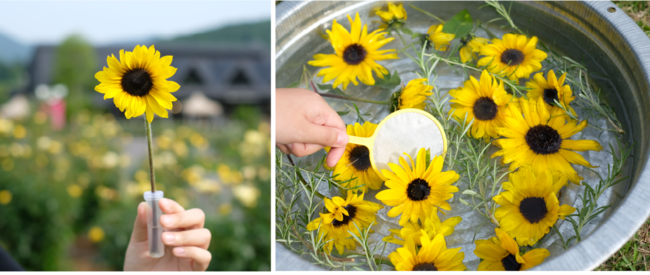10万輪のヒマワリ畑 いばらきフラワーパークの ひまわりと過ごす里山の夏休み 花摘み体験や花 すくいも 茨城県フラワーパーク指定管理業務共同事業体のプレスリリース