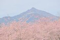 【2月下旬より桜リレー スタート！】早咲きの河津桜から晩春の八重桜まで約2ヶ月にわたり桜を堪能