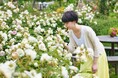 【一年でもっとも園内が華やぐ季節】900品種9,000株の春バラがいっせいに咲き誇る『春バラフェア～バラに囲まれる時間』5月上旬より開催！