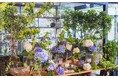 【いばらきフラワーパーク×BEB5土浦】春バラと紫陽花が共演するコラボ企画『雫にきらめく、紫陽花の季節』6月1日より開催