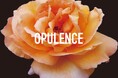 【OPULENCE】渋谷PARCOにてPOPUP SHOPを開催。パルコ5周記念を祝うスペシャルイベントを企画。