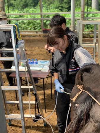 卵を取り出す獣医師