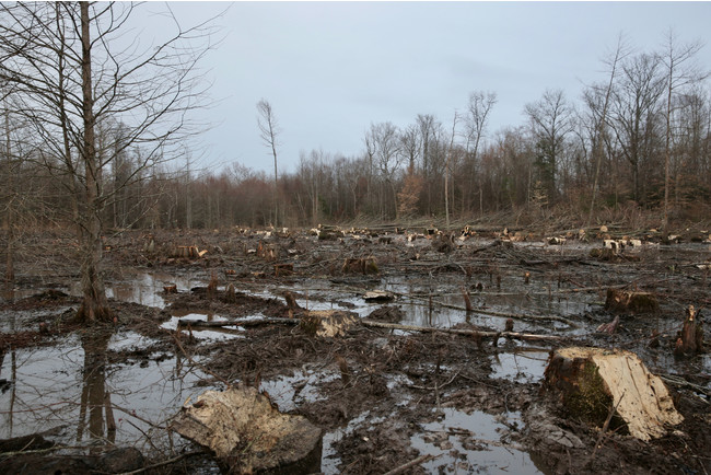 木質ペレット生産のために伐採された湿地林（アメリカ東南部）／Dogwood Alliance