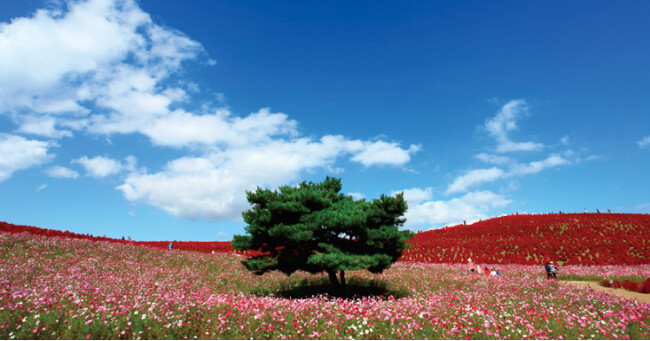 国営ひたち海浜公園「みはらしの丘」※観光フォトライブラリーより