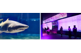 【こどもの休日の過ごし方】サメ好き必見!アクアワールド茨城県大洗水族館バックヤード探検ツアー開催