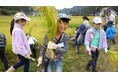 【こどもの休日の過ごし方】 お米作り体験スクール ~稲刈り編