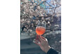 【よなよなビアワークス】ワークスエール第40弾 門出を祝う乾杯ビール「お花見エール ーSAKURA仕立てー」