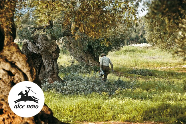 アルチェネロ オリーブ畑