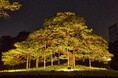東京ドームシティ×小石川後楽園コラボ前回開催より公開エリアを拡大して、『夜間特別開園 秋の夜長の小石川後楽園』開催決定！2024年9月27日（金）～10月6日（日） 【10日間】 期間限定