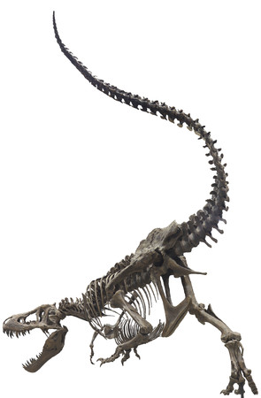 ティラノサウルス「スタン」