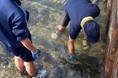 鳥取県長和瀬漁港にて青谷高校の学生がウニ駆除と試食を実施!
