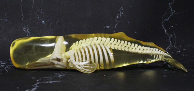 3D技術の活用事例 (株)ミマキエンジニアリングが開発した最新のフルカラー3Dプリンターで作成したマッコウクジラの展示用標本。　©️吉本アートファクトリー