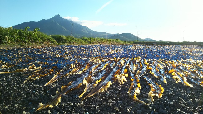 水揚げされた昆布を島民総出で干す利尻島の「昆布干し」の風景