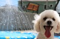 【茨城県大洗町・Doggy’s Coast Oarai】”ワンちゃん”と夏を楽しむ『Summer in Oarai with a Dog』開始しました!
