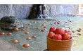 【袋田温泉　思い出浪漫館】大人気”りんご風呂”が楽しめるりんごイベントが本日より開催!