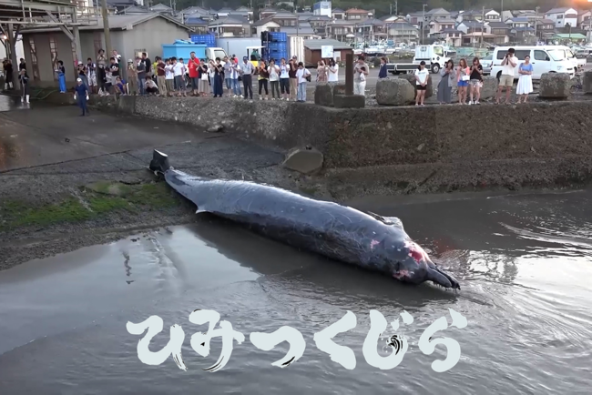 鯨を愛することと 食べることは矛盾しない 日本人の くじら愛 を世界に知らしめる映画 ひみつくじら のクラウドファンディングが始動 とっておき株式会社のプレスリリース