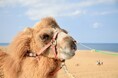 GWは“見る砂丘”から“遊ぶ砂丘”へ。鳥取砂丘で楽しむ絶景アクティビティ