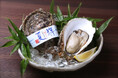鳥取県産天然イワガキ「夏輝」・6月1日より今季初出荷　「ナイフが入れば、勝ち！」
