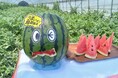 平均重量9.27kg、糖度12.2度　大玉で甘い「鳥取すいか」の季節到来　とっとり・おかやま新橋館で「鳥取すいかフェア」開催