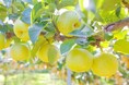 いよいよ旬本番！鳥取県産「二十世紀梨」が8月27日から販売開始　今年も玉太り、糖度ともに上々　平均糖度11.7度