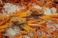 初水揚げ 14.8トン～境港に今シーズン初のベニズワイガニ！、岸壁に鮮やかな“紅”がずらり　“蟹取県”のカニシーズン本番到来