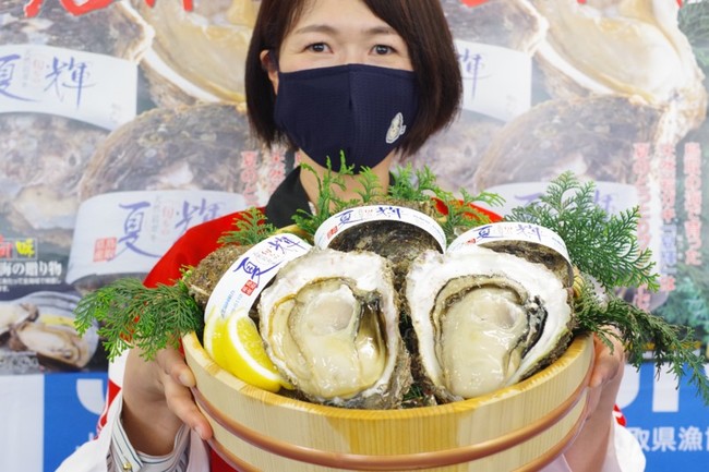 鳥取県の天然岩ガキ漁が6月1日(火)解禁！県内漁港で初競りを実施！今年の岩ガキは、身入りが良くて“ぷりっぷり”！ | 鳥取県のプレスリリース
