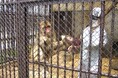 「ふるなび」で、山形県河北町が動物園のリニューアルを目的としたクラウドファンディングプロジェクトへの寄附受付を開始。